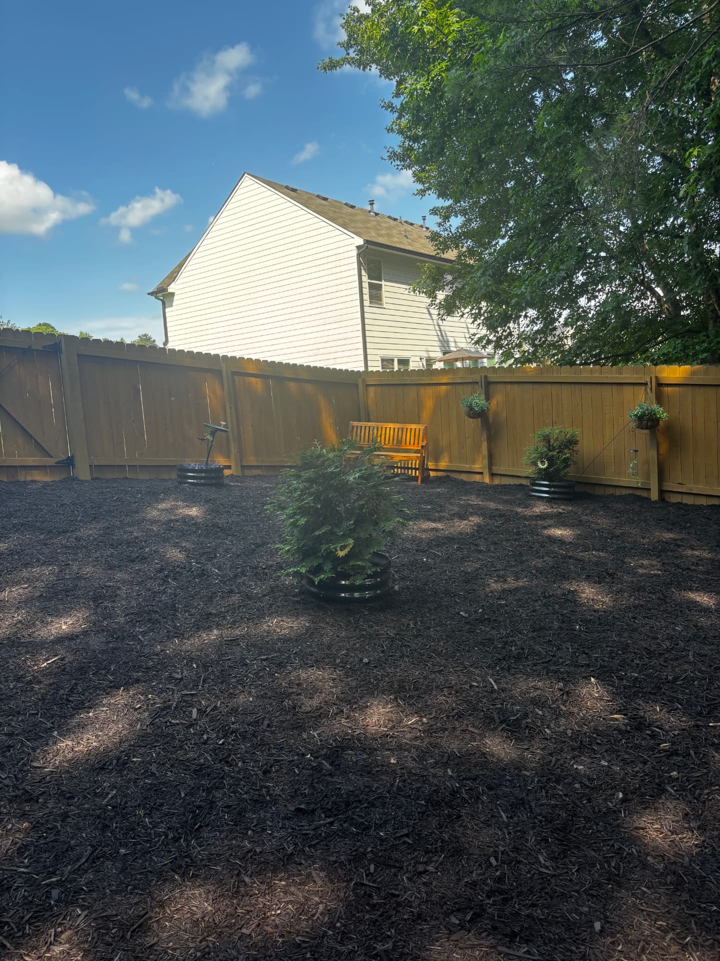 Backyard fully covered in fresh black mulch with new shrubs